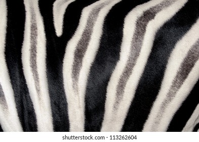 Background Which The Structure Of Hide Of Zebra Is Represented On