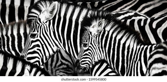 background which the structure of hide of zebra is represented on, the best photo