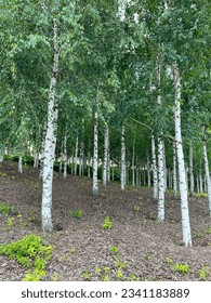 Background of white birch tree trunks. Panoramic frame. Young birch with black and white birch bark in summer in birch grove against background of other birches.