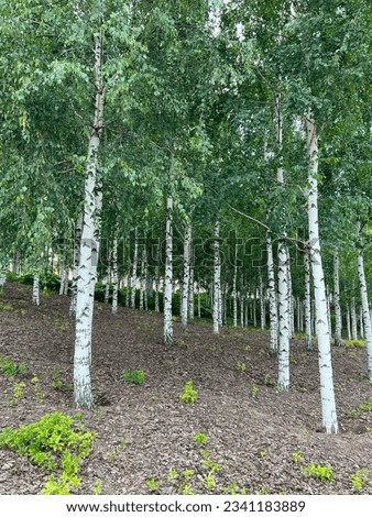Background of white birch tree trunks. Panoramic frame. Young birch with black and white birch bark in summer in birch grove against background of other birches.
