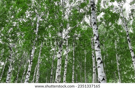 Background of white birch tree trunks. Panoramic frame. Young birch with black and white birch bark in summer in birch grove against background of other birches.