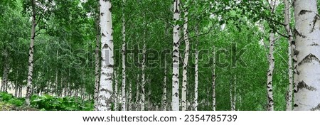 Background of white birch tree trunks. Panoramic frame. Young birch with black and white birch bark in summer in birch grove against background of other birches.