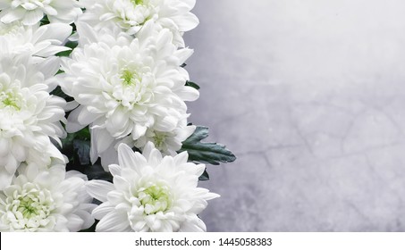 Background of white chrysanthemum flowers. Young buds of white flowers. - Powered by Shutterstock