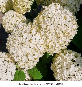 Background with white hydrangea flowers, close up.