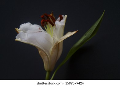 Background with white lily bud, Madonna lily, Lilium candidum
