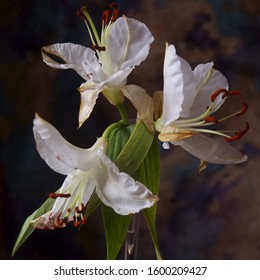 Background with white lily flowers, Madonna lily, Lilium candidum