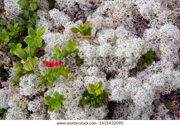 冬の間にトナカイとカリブーの北極地域で重要な食料源となる白いトナカイのコケ クラドニア ステラリス の写真素材 今すぐ編集