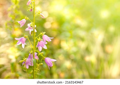 Background With Wild Flowers-bells On A Bright Sunny Meadow