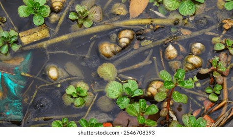 background of wild snails, snails and shells and aquatic plants floating on the surface of the water