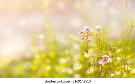 Background With Wildflowers On A Bright Sunny Meadow