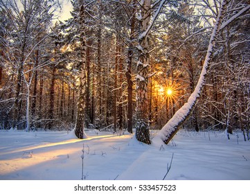 Background with winter forest and sun behind trees