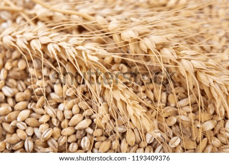 Similar – winter Grain Nutrition