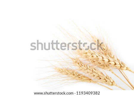 Similar – winter Grain Nutrition