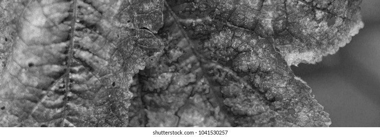 Background from withered leaf. Can be used as a header or banner on your website, blog or social media.