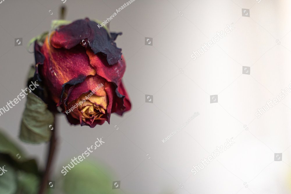 Dried Roses Stock Photo - Download Image Now - Vase, Wilted Plant