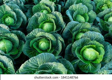 Background witn Big cabbage field. Ripe harvest on a Farm or Greenhouse.