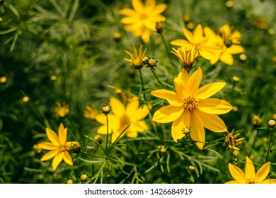 Background Of Yellow Copper Canyon Daisy Flowers In Summer.