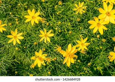 Background Of Yellow Copper Canyon Daisy Flowers In Summer.