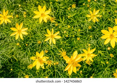 Background Of Yellow Copper Canyon Daisy Flowers In Summer.