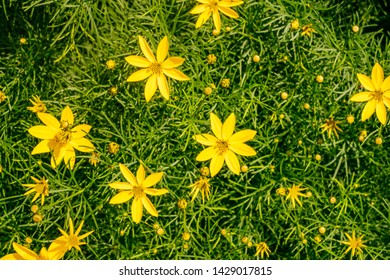 Background Of Yellow Copper Canyon Daisy Flowers In Summer.