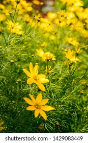 Background Of Yellow Copper Canyon Daisy Flowers In Summer.