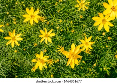 Background Of Yellow Copper Canyon Daisy Flowers In Summer.