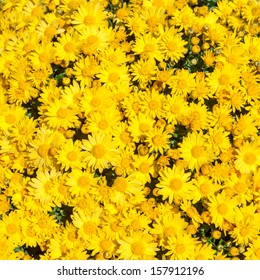 background of yellow flowers