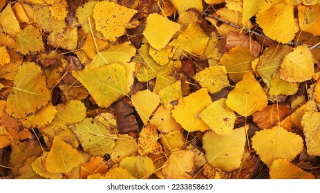 Background of yellow leaves. Beautiful autumn leaves lie in a dense carpet. A view from above of the fallen leaves of the poplar tree. - Shutterstock ID 2233858619