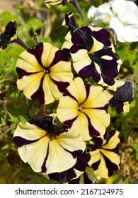 Background of yellow and purple petunia flowers in garden