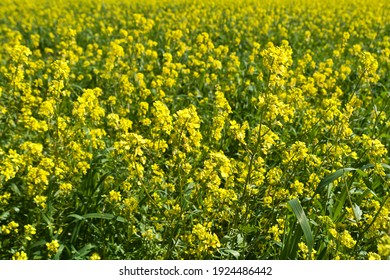 Background of yellow rapeseed blossoms growing in the field - Shutterstock ID 1924486442