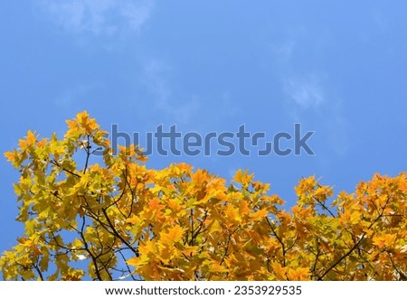Background with yellow-orange holly oak leaves and blue sky