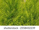 background of young green conifers. Garden and vegetable garden