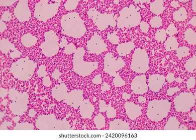 Backgrounds of Bacteria and Mold under the microscope in Lab.