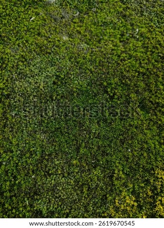 backgrounds, green aesthetic background, aesthetic algae grass, aesthetic grass texture 
