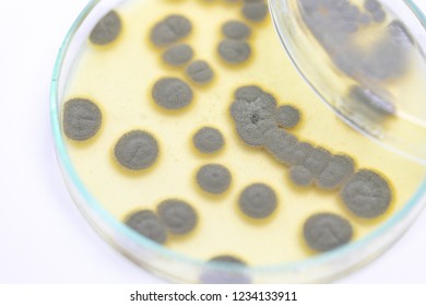 Backgrounds of Penicillium, ascomycetous in petri dish for food and drug production.

 - Shutterstock ID 1234133911