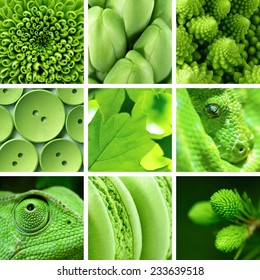 Backgrounds And Textures: Composite Image, Collage Of Green Color Objects