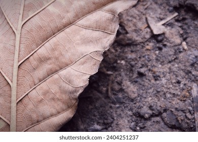 A backgroundtexture of brown dry leaves on the ground