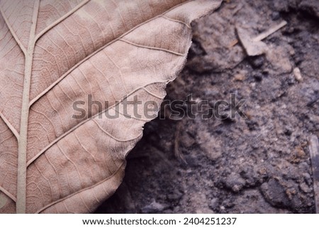 A backgroundtexture of brown dry leaves on the ground