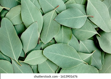 Background/Texture Made Of Green Eucalyptus Leaves. Flat Lay, Top View