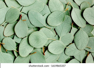 Backgroundtexture Made Green Eucalyptus Leaves Flat Stock Photo ...