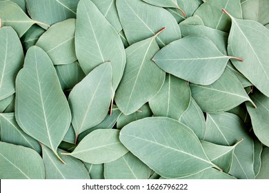 Background/Texture Made Of Green Eucalyptus Leaves. Flat Lay, Top View