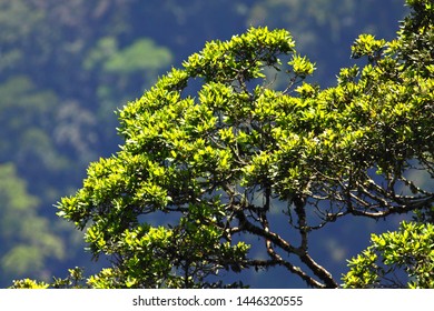 Back-light In Magoebaskloof, South Africa