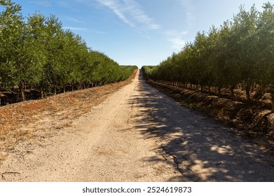 Backlight in the Olive Grove: Dirt Path and Shadows among the Extensive Olive Trees. - Powered by Shutterstock