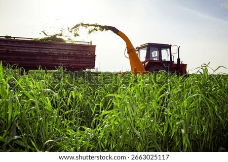 Backlight on silage process for stocking feed animals. Tractor with mounted agricultural machine, dragging forage harvester for silage, is depositing fresh harvested green crop in trailer behind.