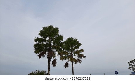 backlight palm trees with cloudy sky background