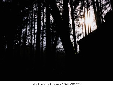 Backlight scene with trees