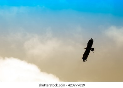 A backlight shot of an eagle flying under clouds
