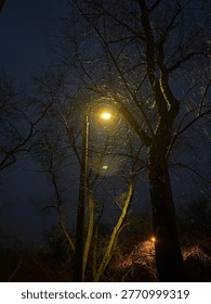 Backlight spiderweb like tree branches
