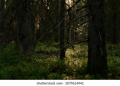 Backlight In Spruce Forest From Low Perspective.