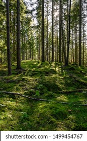 Backlight Through Swedish Forest In Varmland Sweden